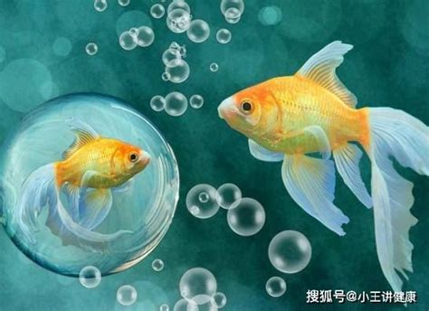 養什麼魚最好養|【好養的魚】好養的魚推薦！新手養魚必看懶人包，打。